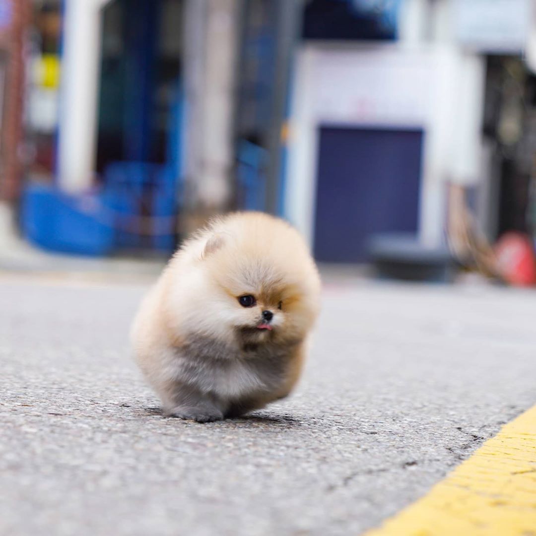 Bella - Tiny Female Pomeranian | Mini Teacup Puppies