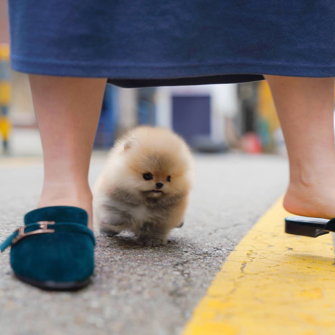 Bella - Tiny Female Pomeranian | Mini Teacup Puppies