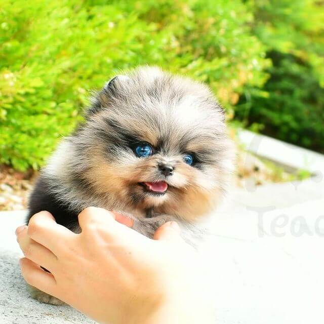 Cloud - Female Teacup Pomeranian - Mini Teacup Puppies, INC