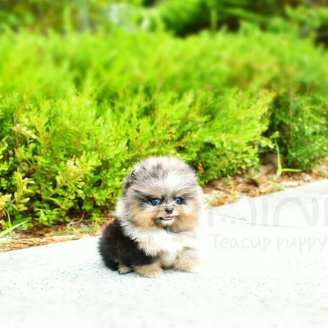 Cloud Female Teacup Pomeranian Mini Teacup Puppies