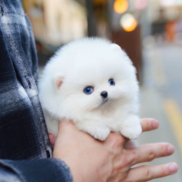 Gom - Micro Pomeranian Male | Mini Teacup Puppies