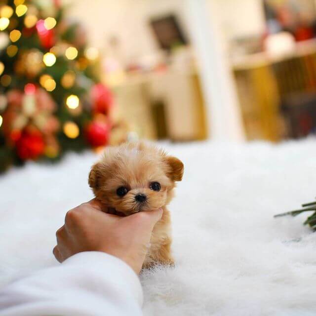 Tiny teacup maltipoo store puppies for sale