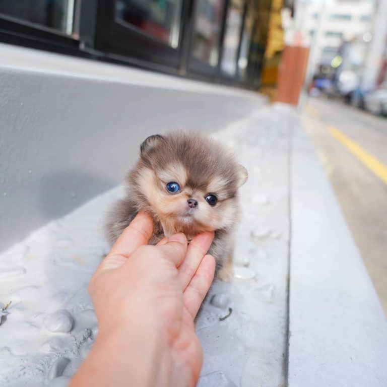 Jorro Merle Pomeranian Male Mini Teacup Puppies