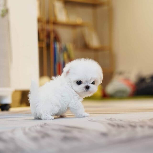 Katie Female Teacup Maltese Mini Teacup Puppies