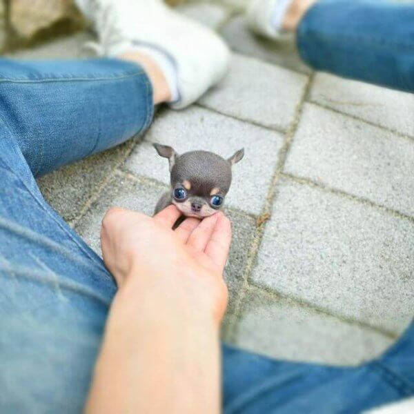 Ken Male Teacup Chihuahua Mini Teacup Puppies