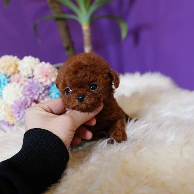 May Female Teacup Poodle Mini Teacup Puppies, INC