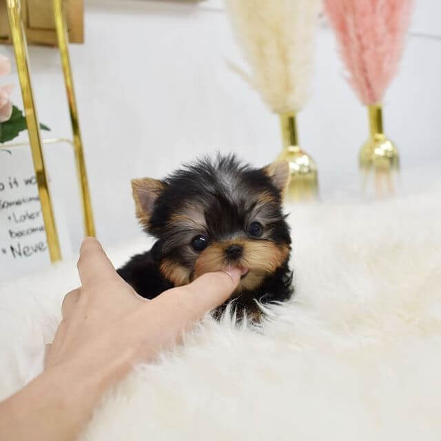 homemade dog toys for heavy chewers