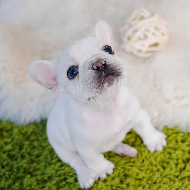 Molly - Female Teacup Frenchie | Mini Teacup Puppies