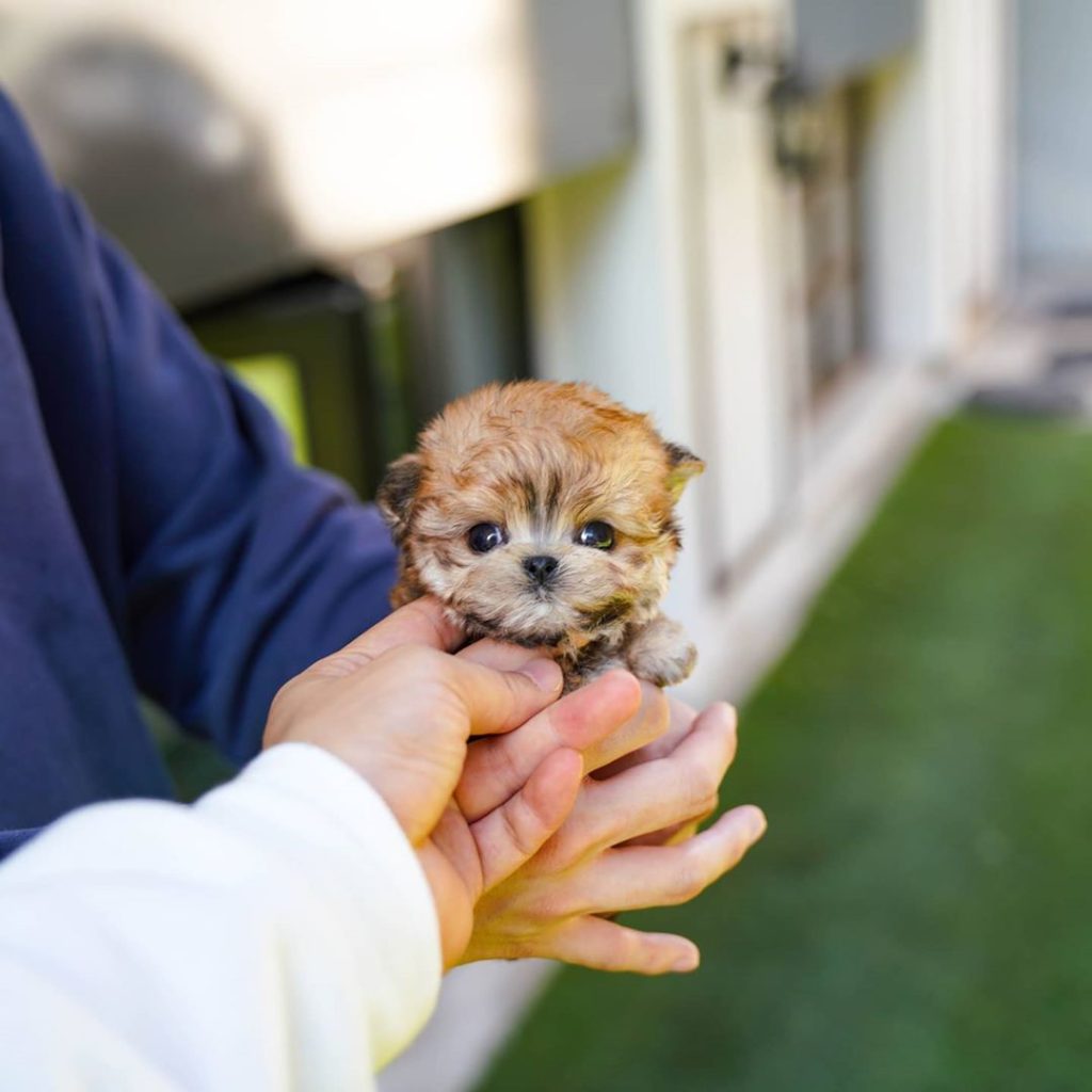 Momo - Teacup Morkie Male | Mini Teacup Puppies