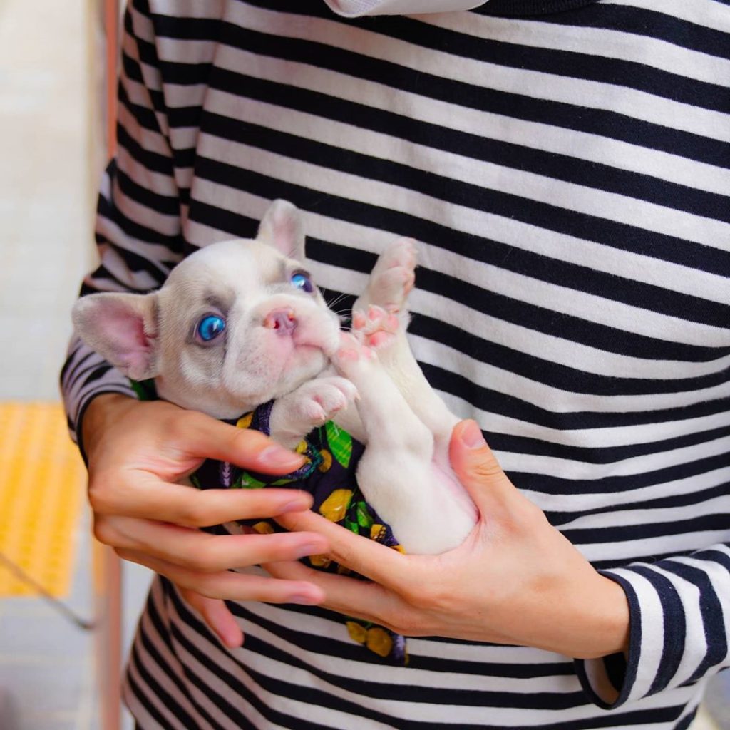 Molly Female Teacup Frenchie Mini Teacup Puppies   Pawblo Micro French Bulldog Female 1 1024x1024 