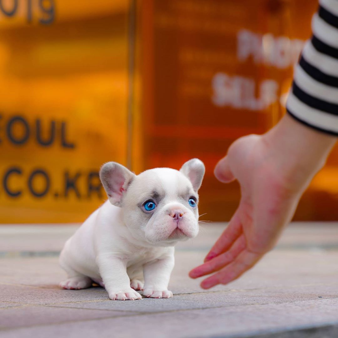 Pawblo Micro Frenchie Male Mini Teacup Puppies