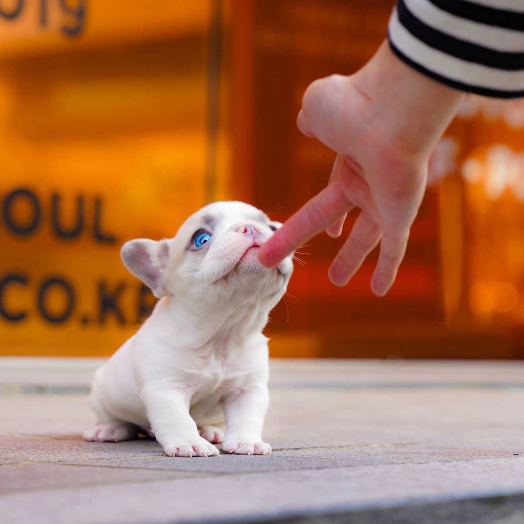 Pawblo - Micro Frenchie Male | Mini Teacup Puppies
