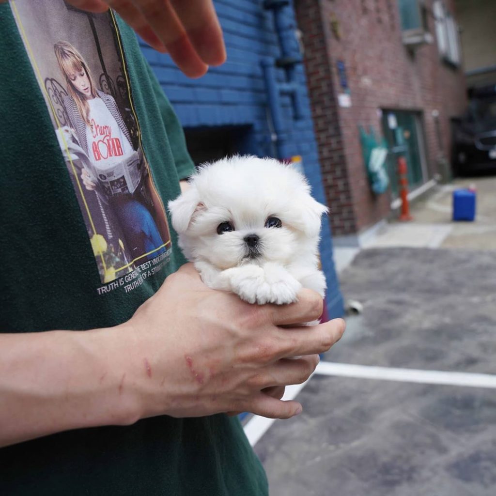 Mini Maltese Puppies For Sale | Mini Teacup Puppies