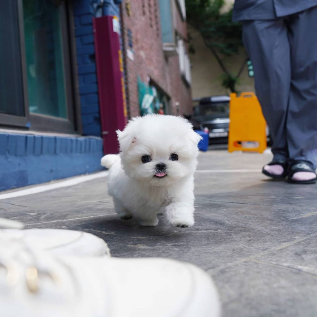 siru-female-teacup-maltese-mini-teacup-puppies