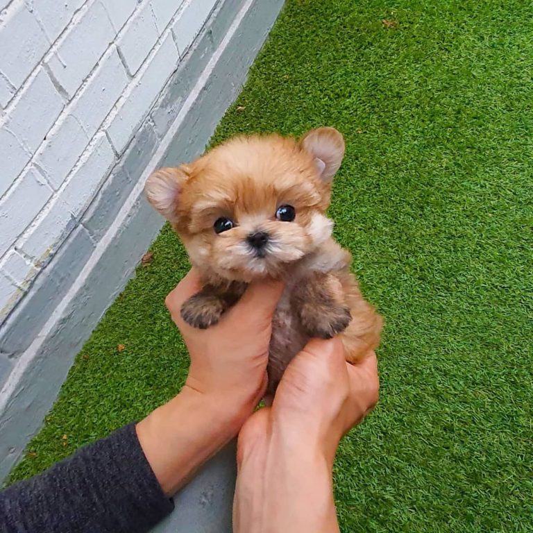 Micro Morkie Puppies For Sale | Mini Teacup Puppies