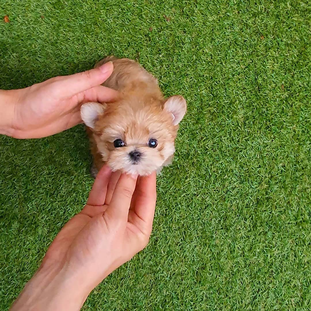 Soonyi Female Teacup Morkie Mini Teacup Puppies