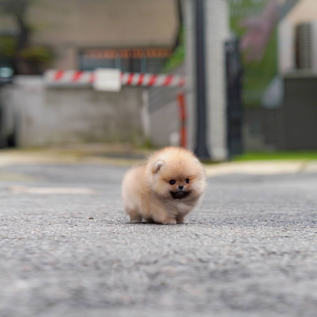 Susie - Female Teacup Pomeranian | Mini Teacup Puppies