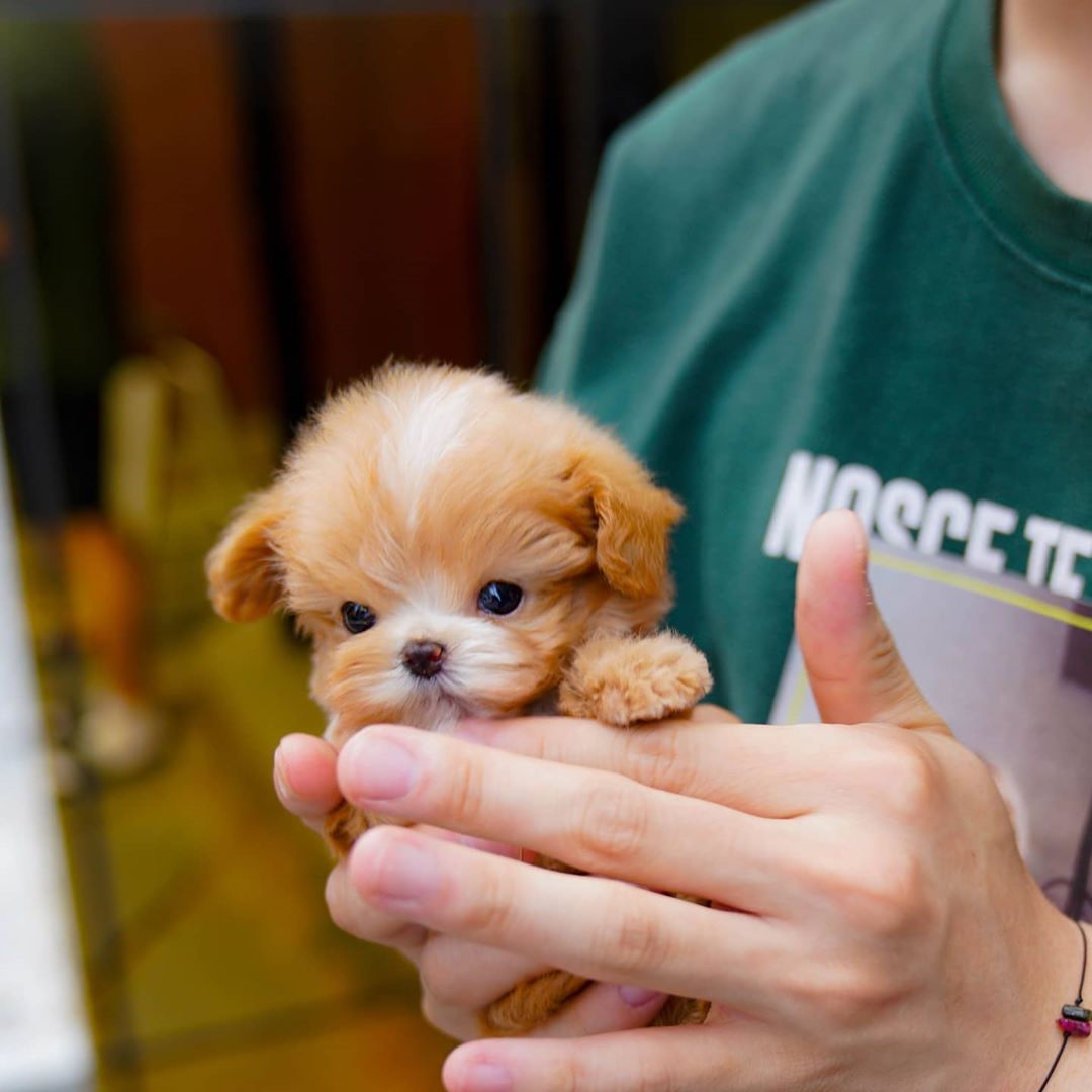 micro teacup maltipoo for sale