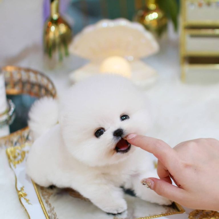 Mallow Male Teacup Pomeranian Mini Teacup Puppies