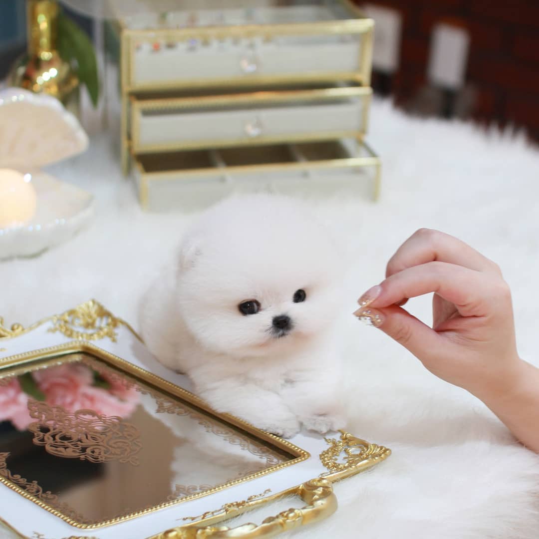 Mallow - Male Teacup Pomeranian | Mini Teacup Puppies