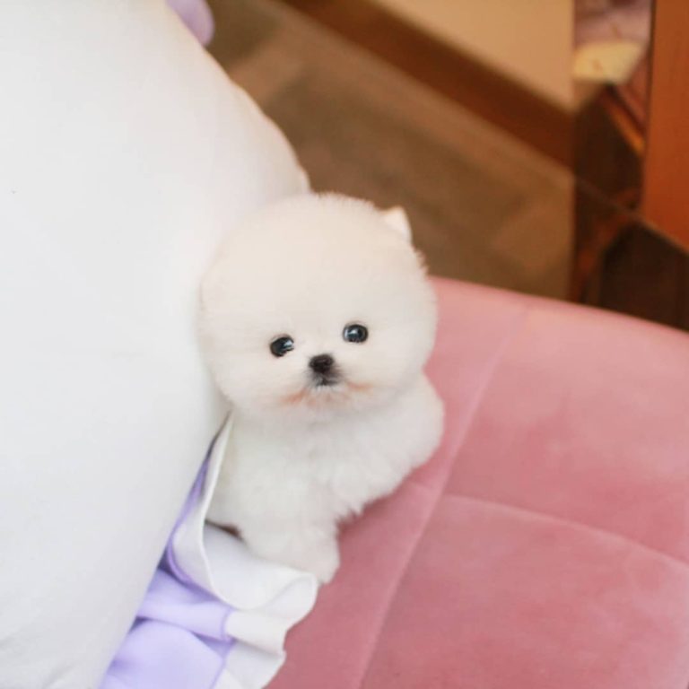 Mallow - Male Teacup Pomeranian | Mini Teacup Puppies