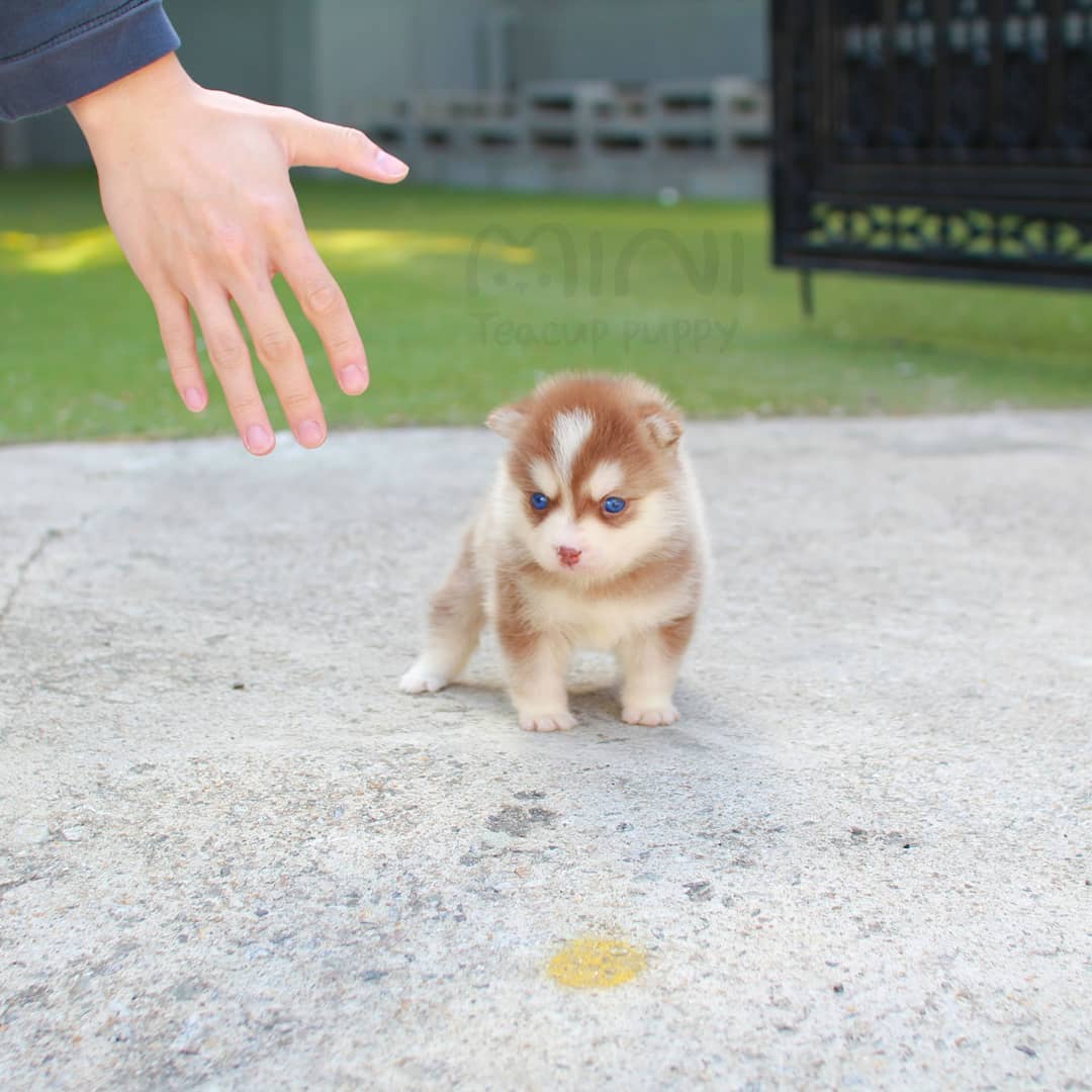 Bori - Female Teacup Pomsky | Mini Teacup Puppies