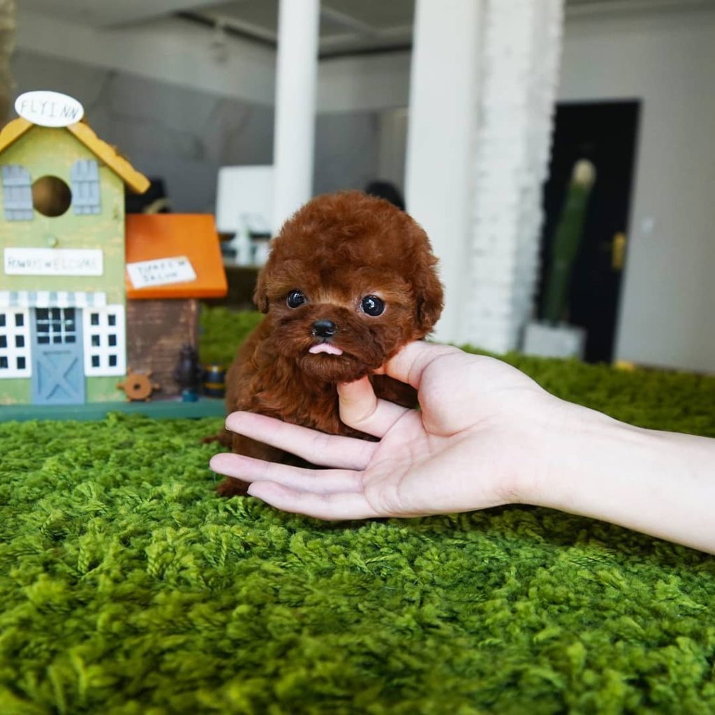 teacup puppy toy realistic